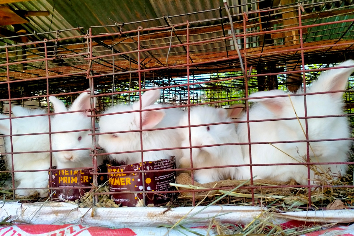 Angora Rabbit Farm House