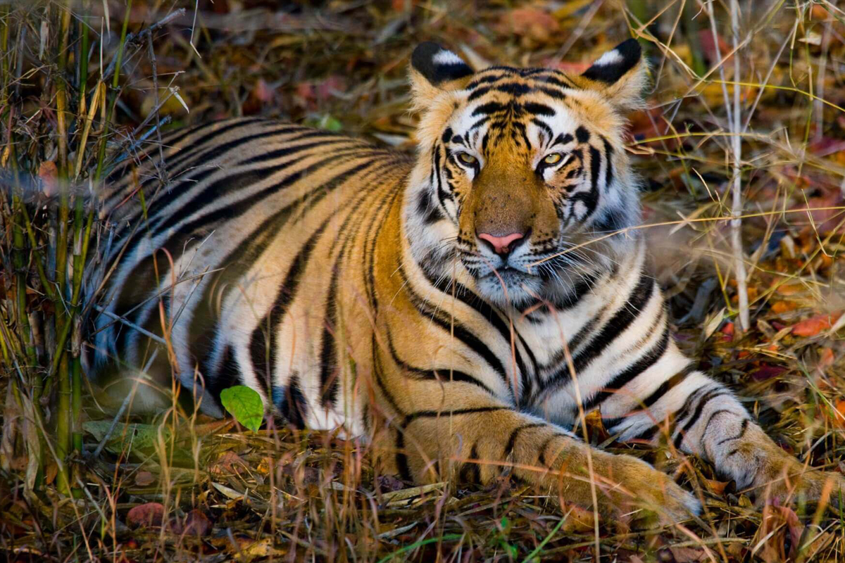 Bandhavgarh National Park
