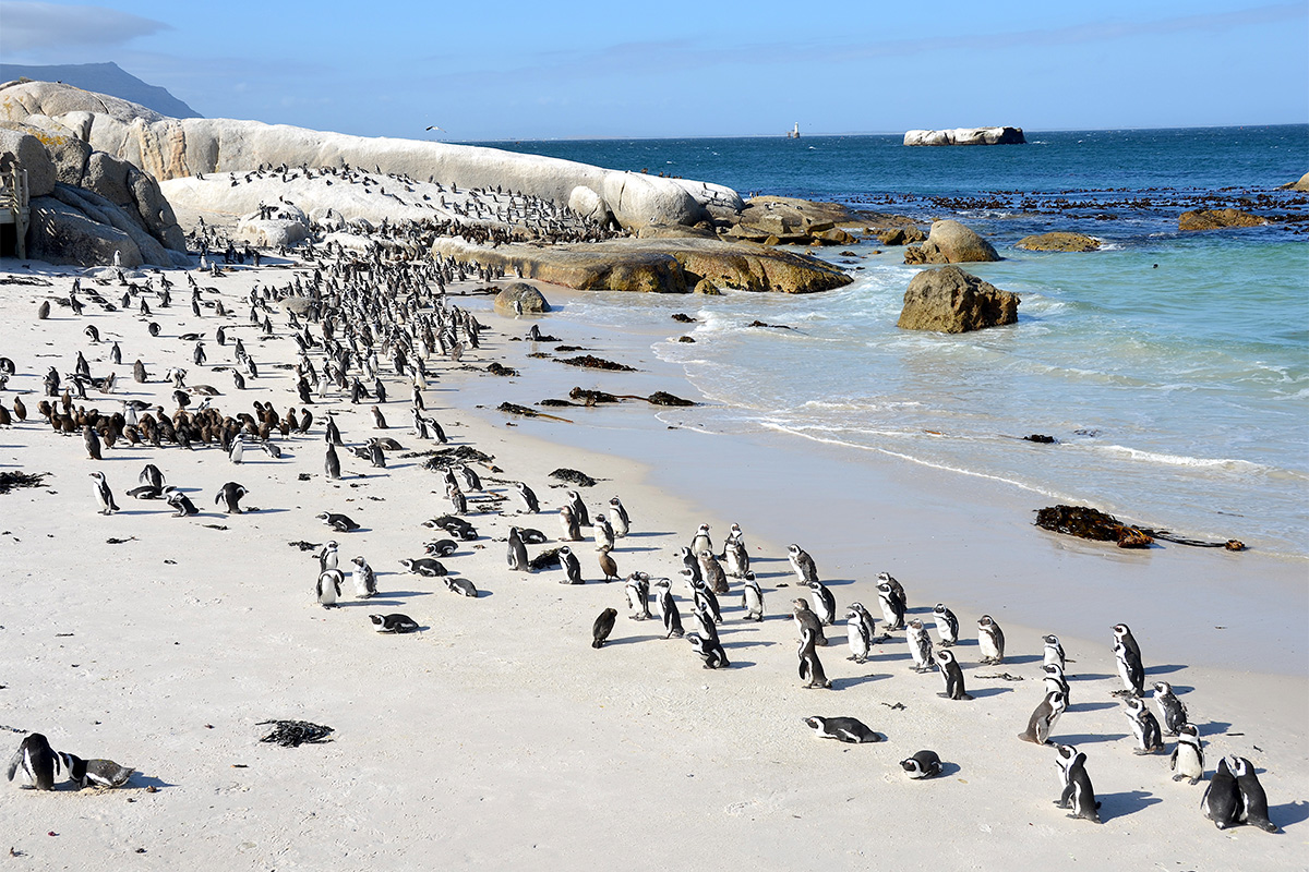 Boulders Beach Penguin Colony