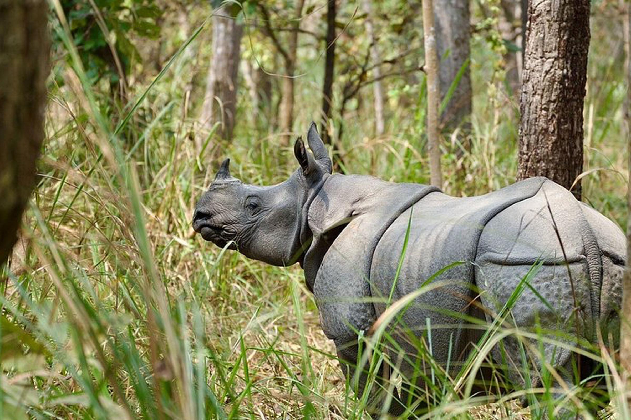 Chitwan National Park