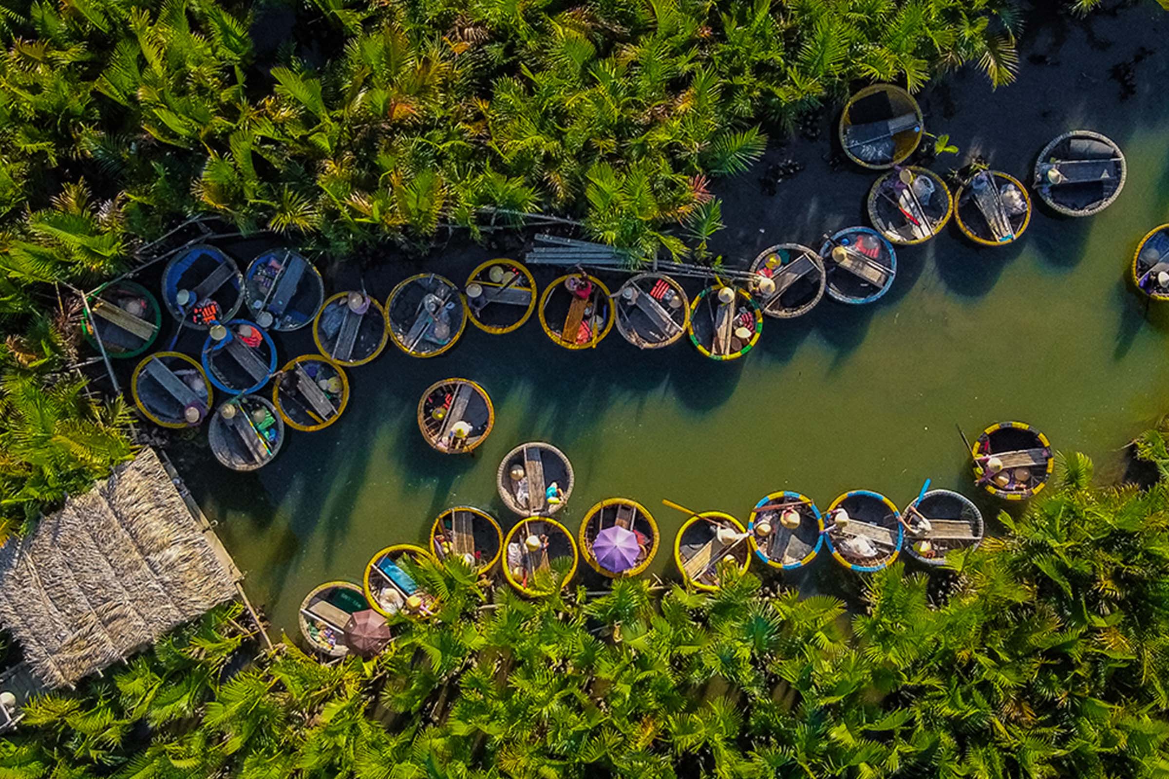 Coconut Forest