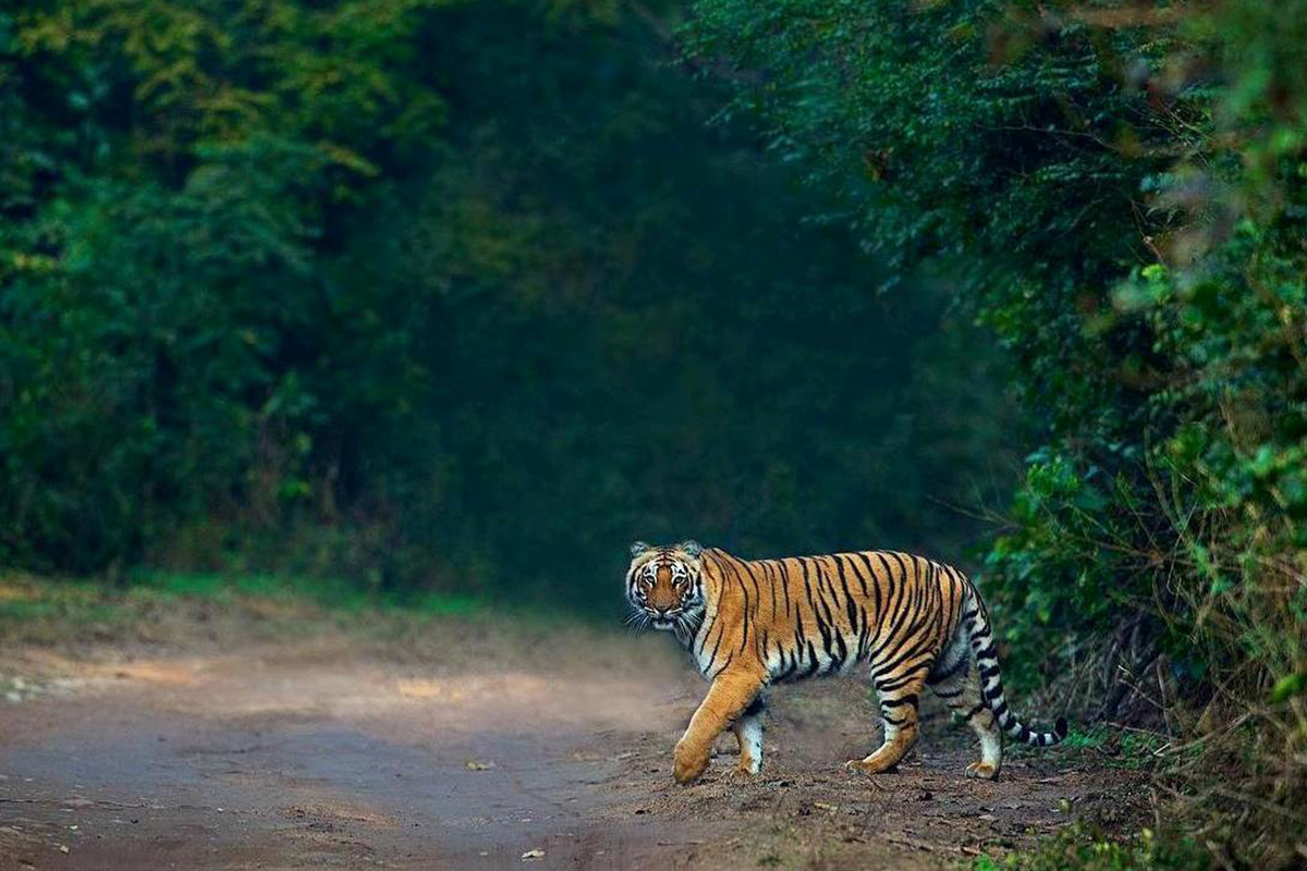 Corbett