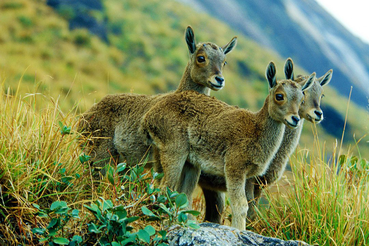 Eravikulam National Park