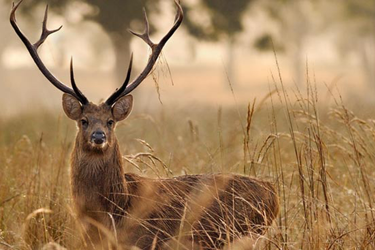 Kanha National Park Safari.jpg