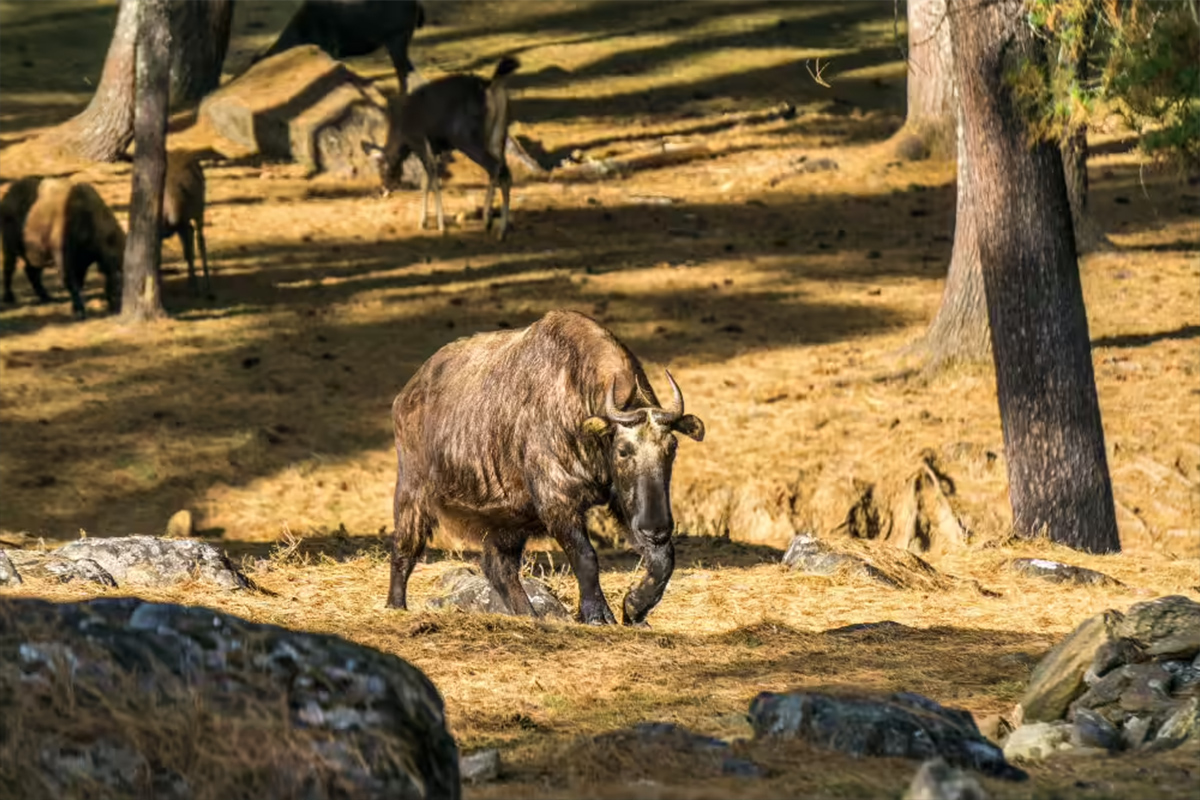 Motithang Mini Zoo (Takin Reserve)
