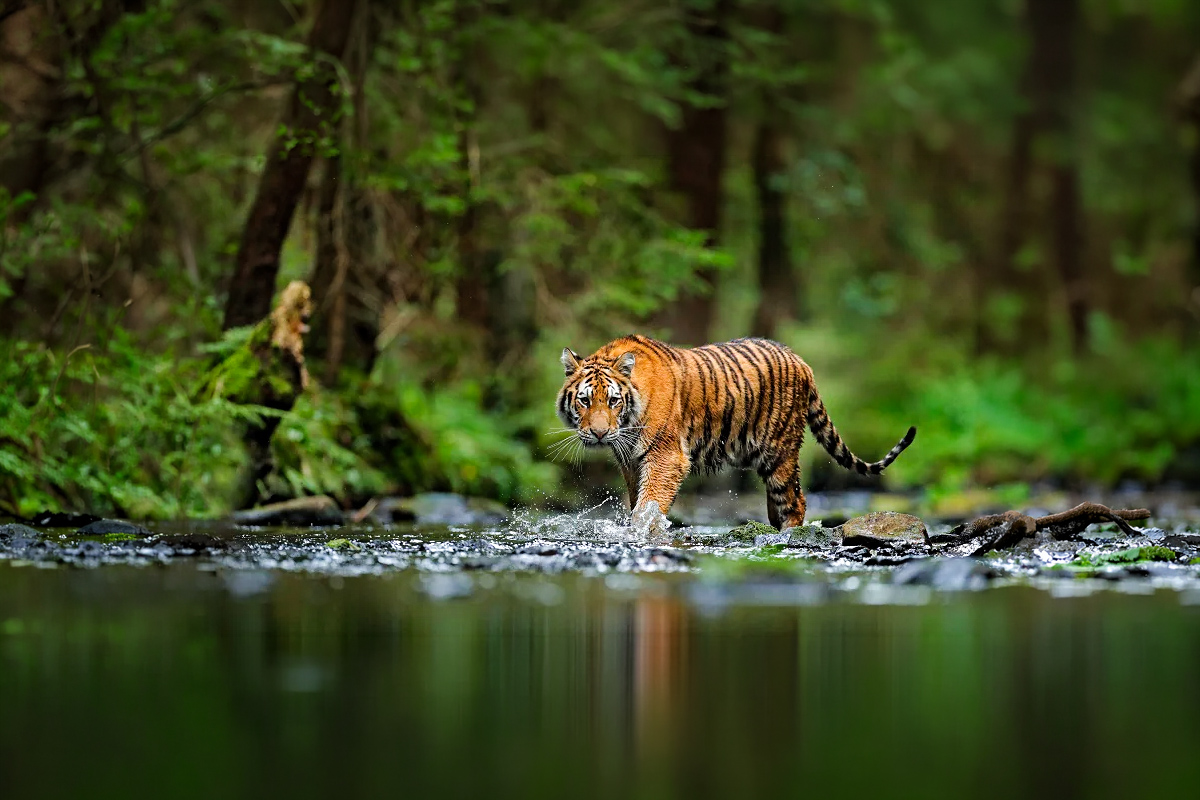 Periyar Wildlife Sanctuary