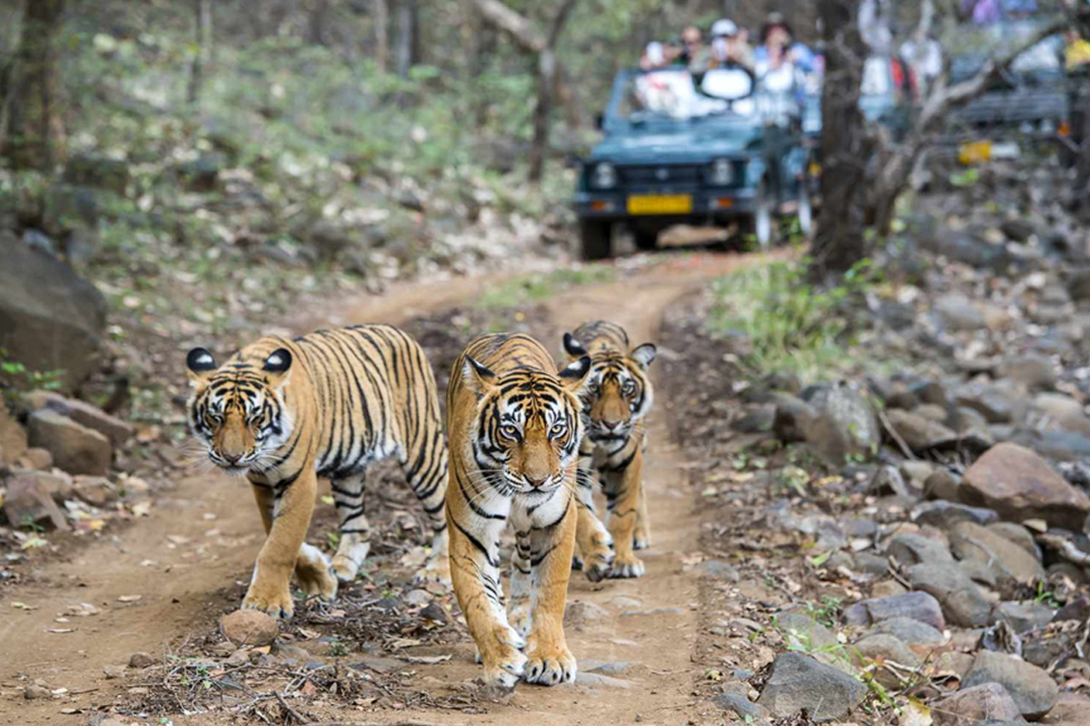 Ranthambore National Park