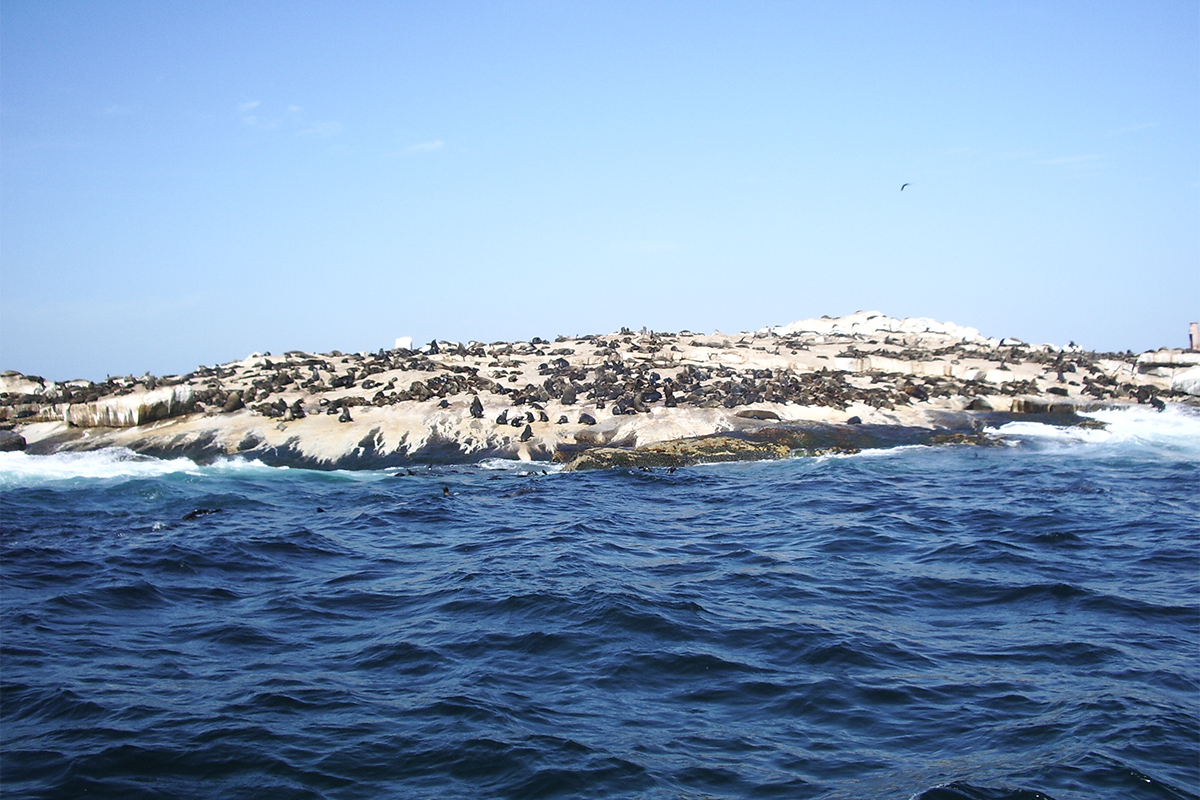 Seal Island