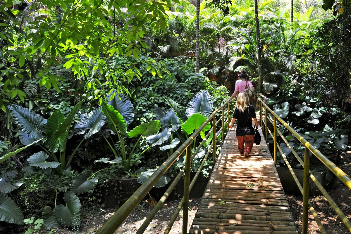 Spice plantation