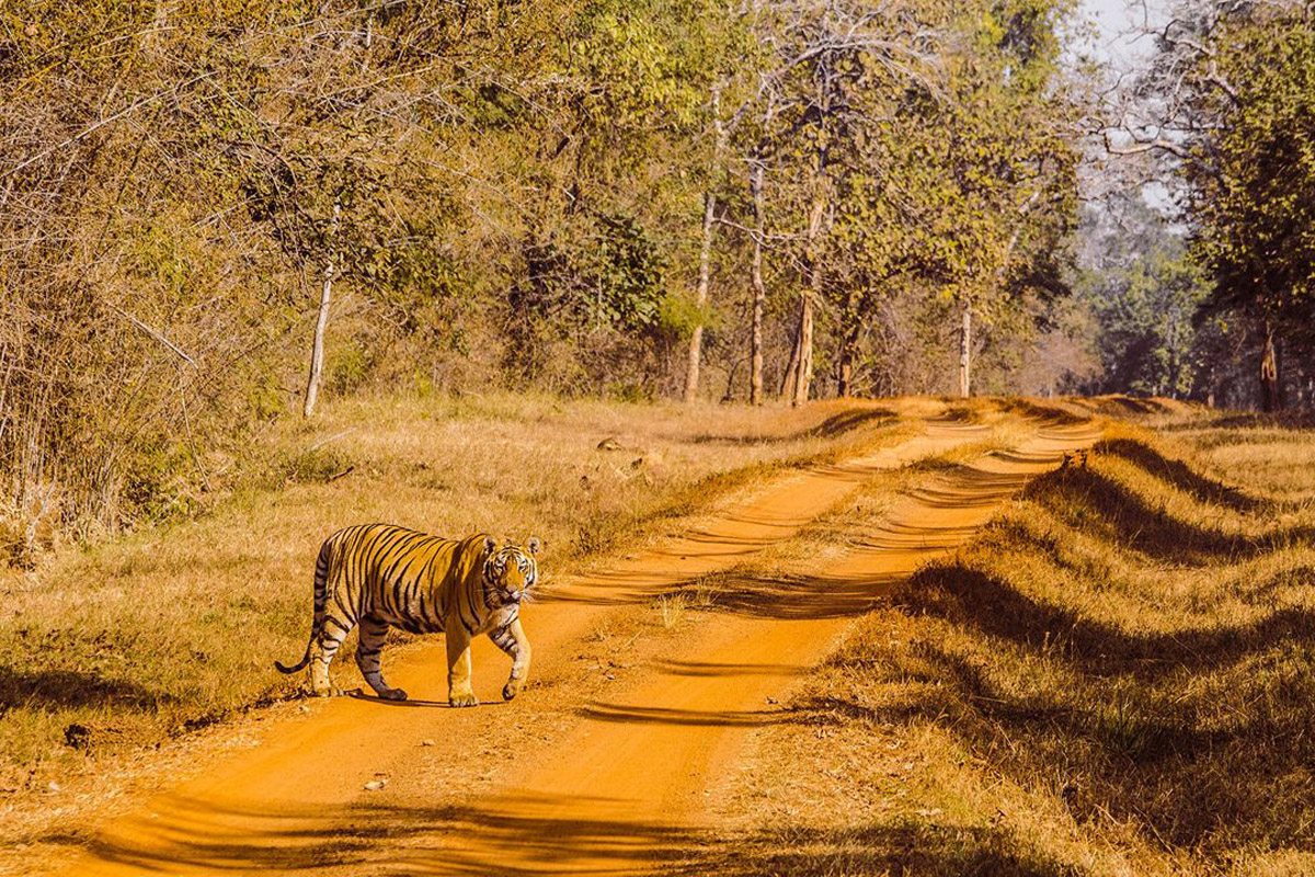 Tadoba Tiger Reserve