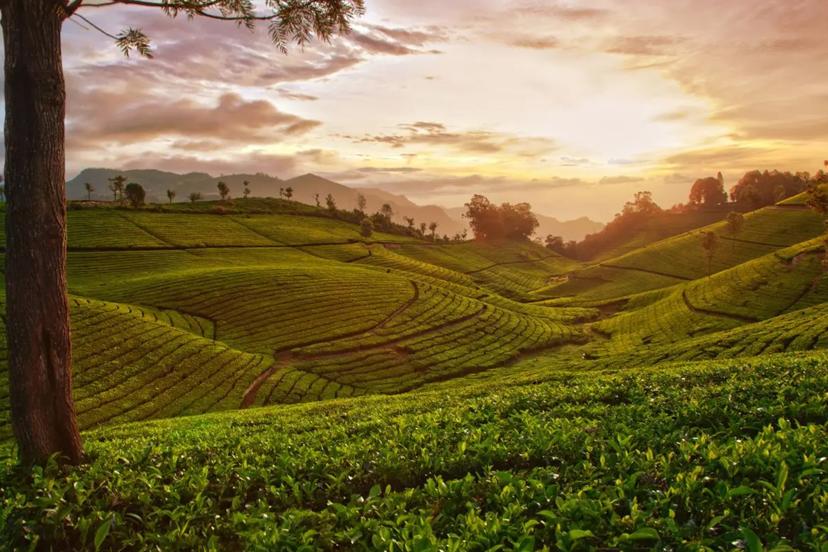 Tea Factory & Tea Gardens, Coonoor