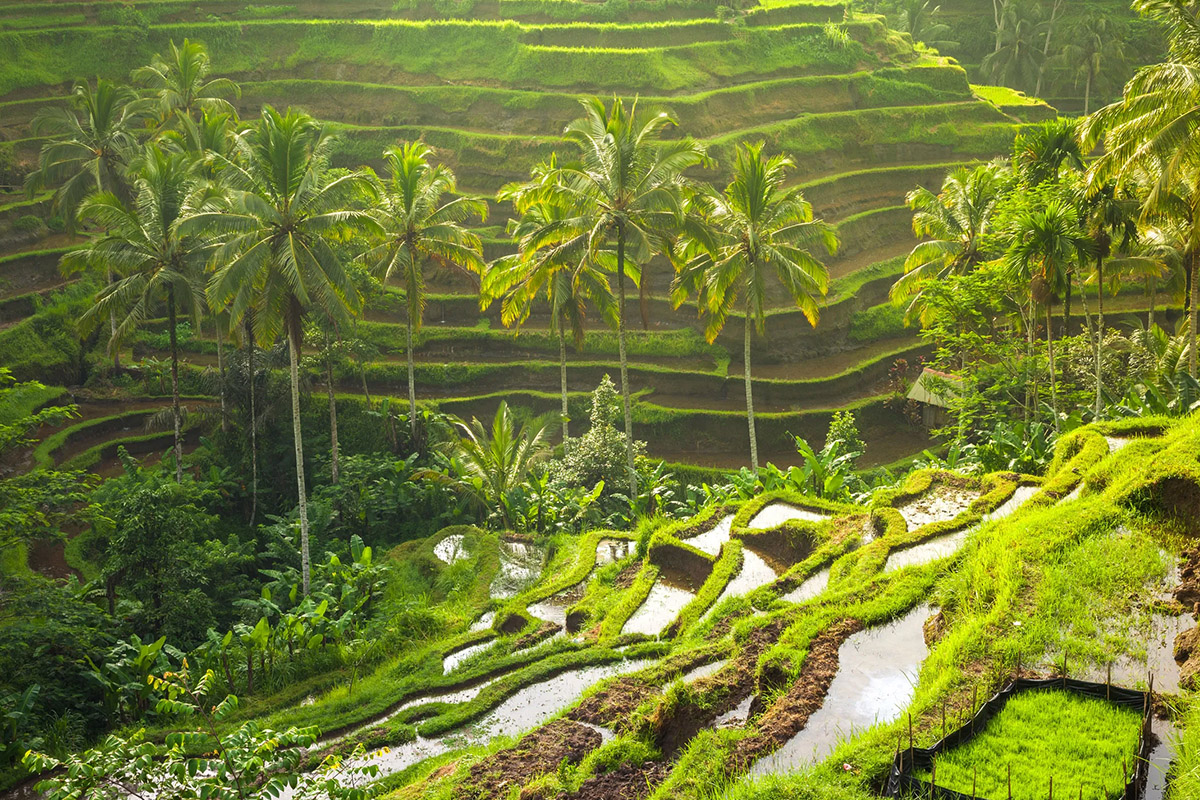 Tegalalang Rice Terrace