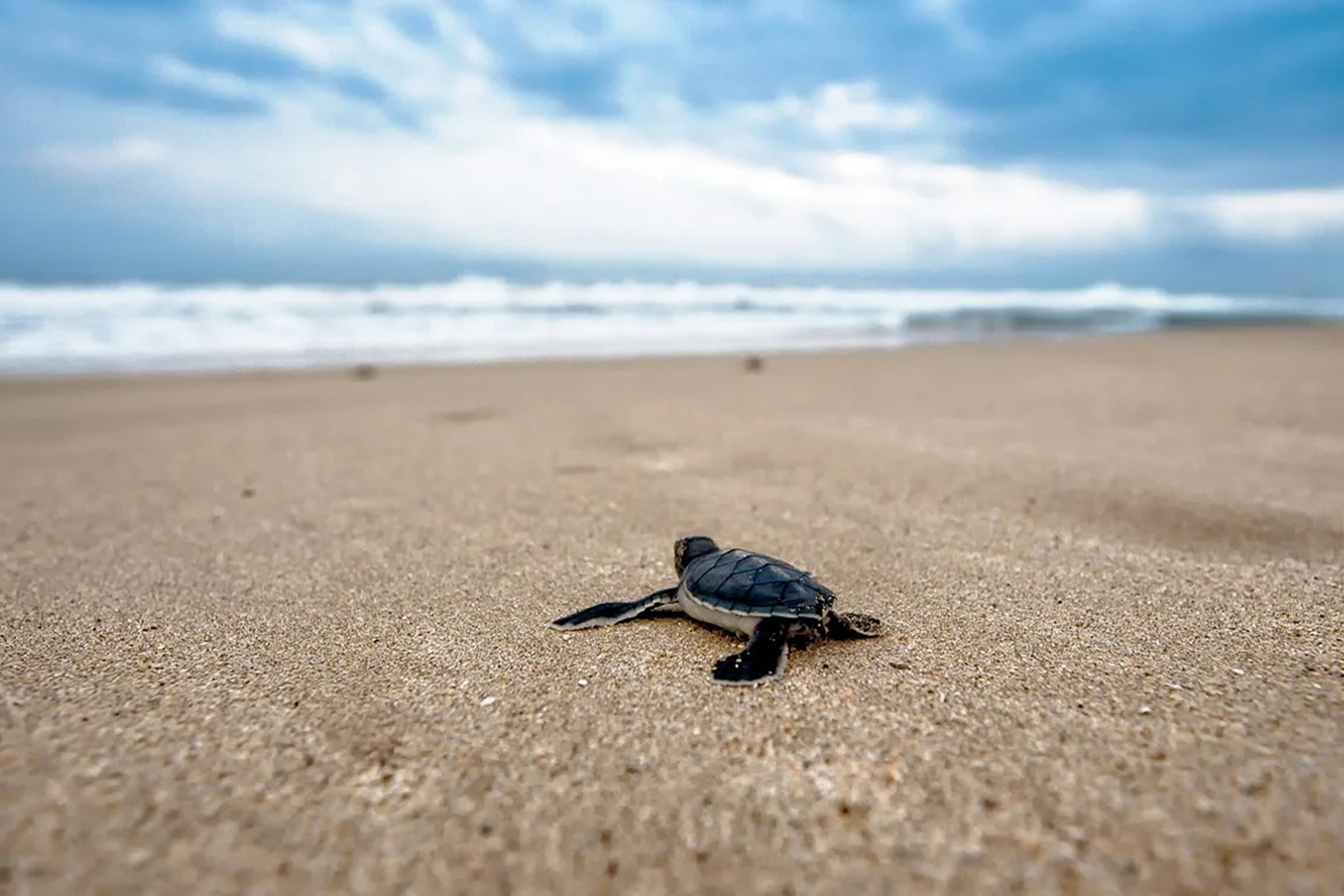 Turtle Hatchery