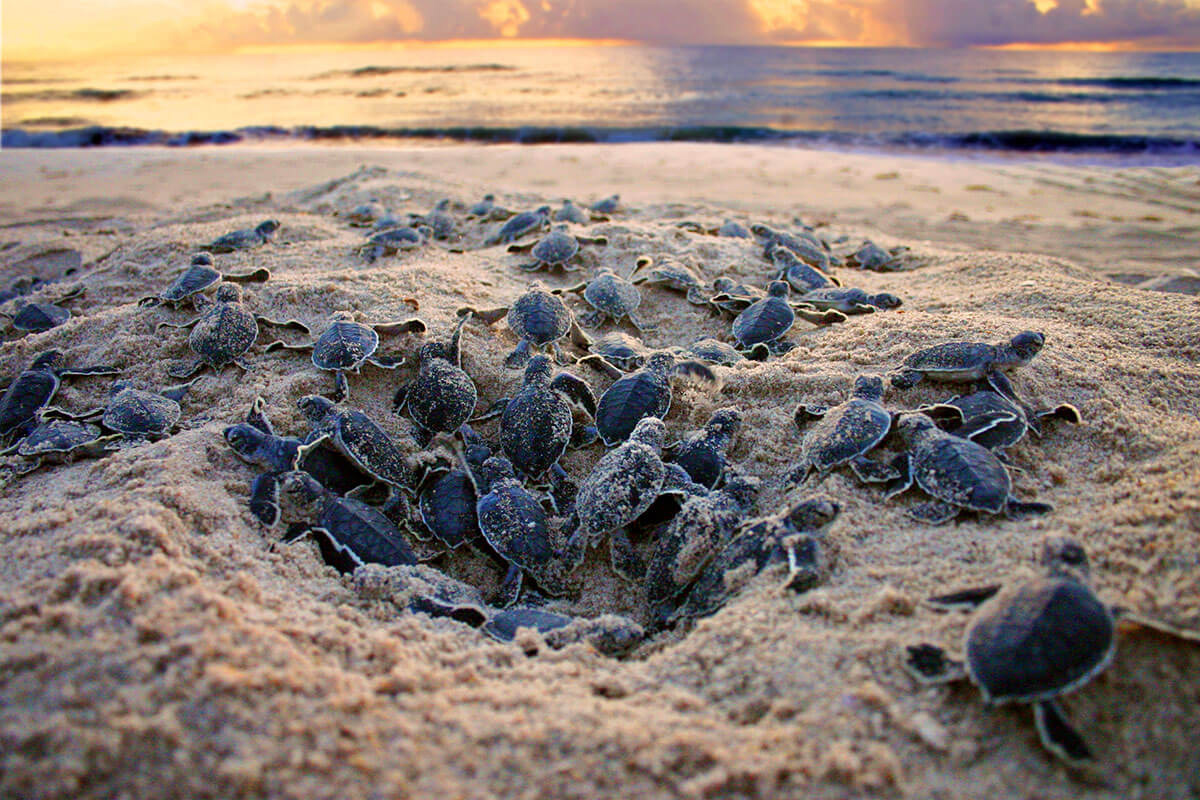 Turtle